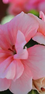 Vibrant pink flower with soft pastel petals.