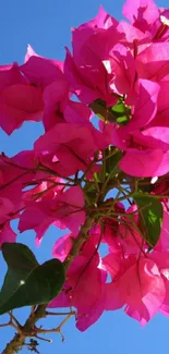 Vibrant pink flowers against a clear blue sky.