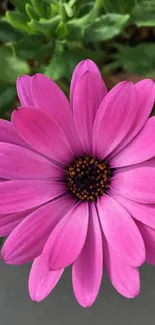 Close-up of a vibrant pink daisy flower with lush green leaves in the background.