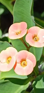 Vibrant pink flowers with green leaves.