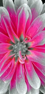 Pink flower with artistic contrast in vibrant wallpaper.