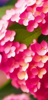 Pink hydrangea blooms with green leaves on a mobile wallpaper.