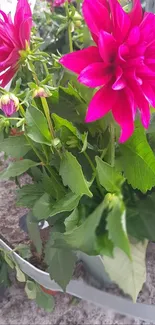 Vibrant pink flowers with lush green leaves in a garden setting.