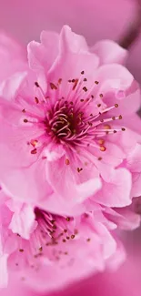 Vibrant pink floral wallpaper with delicate blossoms.