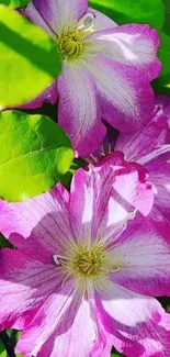 Pink flowers with green leaves wallpaper.