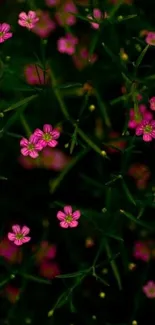 Vibrant pink wildflowers among dark green foliage.