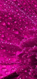 Close-up mobile wallpaper of vibrant magenta flower petals with dew.