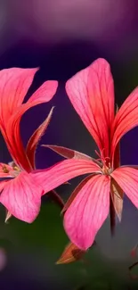 Vibrant pink petals on a stunning floral wallpaper.