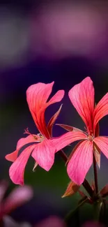 Vibrant pink floral wallpaper with stunning petals.