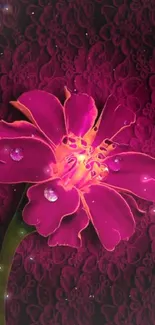 Vibrant pink flower on magenta backdrop