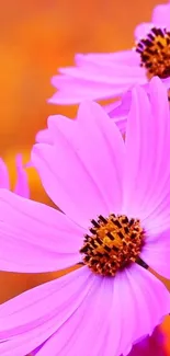 Bright pink cosmos flowers with an orange background