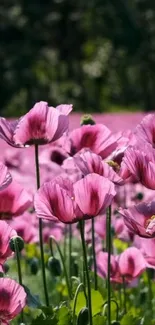 Vibrant pink flowers blooming in a lush garden setting.