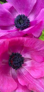 Close-up of vibrant pink flowers with a bold black center on a mobile wallpaper.