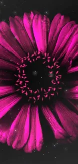 Vibrant pink flower on a dark background.