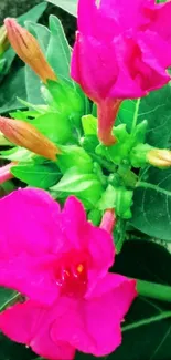 Vibrant pink flowers with green leaves mobile wallpaper.