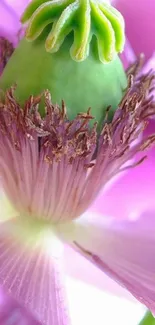 Closeup of a pink flower with green center, perfect for mobile wallpaper.