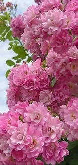 Vibrant pink flowers bloom against a lush green background.