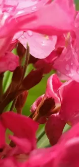 Close-up of vibrant pink flowers with delicate dewdrops.