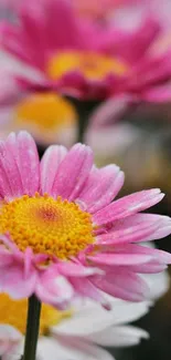 Close-up of vibrant pink daisies in bloom.