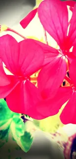 Vibrant pink flowers with green leaves.