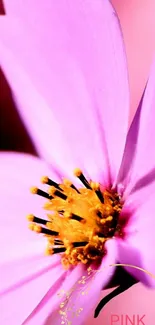 Close-up of a pink flower with yellow center on a mobile wallpaper.