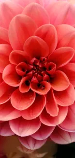 Vibrant pink dahlia flower close-up, perfect for nature-themed wallpapers.