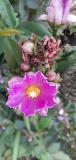 Vibrant pink flower with green leaves on a phone wallpaper.