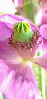 Vibrant pink flower with green center on mobile wallpaper.