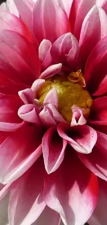 Close-up of a vibrant pink dahlia with yellow center.