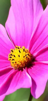 Close-up of a vibrant pink flower with bright yellow center on wallpaper.