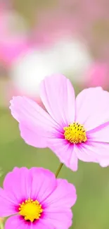 Vibrant pink cosmos flower field mobile wallpaper.