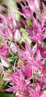 Vibrant wallpaper of pink flowers in bloom with green leaves.