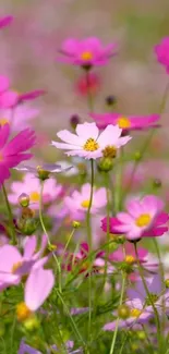 Mobile wallpaper featuring vibrant pink flowers in full bloom set against lush greenery.