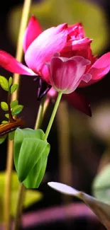 A vibrant pink flower with green leaves.