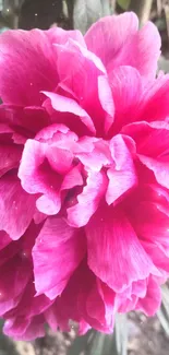 Vibrant pink flower blossom with green leaves in background.