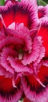 Vibrant pink flower with intricate petals and green leaves.