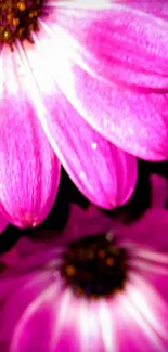 Close-up of vibrant pink flowers with detailed petals.