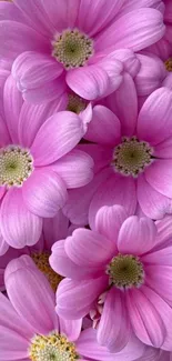 Pink daisy flowers in a soft floral mobile wallpaper design.