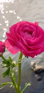 Vibrant pink flower by the water with sunlit reflections.