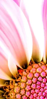 Close-up of vibrant pink flower petals on a mobile wallpaper.