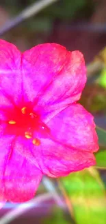 Close-up of a vibrant pink flower against a rustic background.