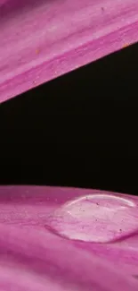 Close-up of a vibrant pink flower petal with a dewdrop on it.