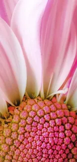 Close-up of a vibrant pink flower with detailed petals.