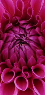 Close-up of vibrant pink flower petals, perfect for mobile wallpaper.