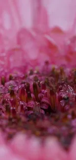 Close-up of a vibrant pink flower with intricate details and textures.