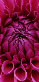 Close-up of vibrant pink flower petals in bloom.