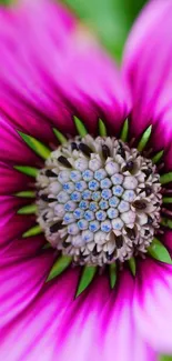 Close-up of vibrant pink flower wallpaper.