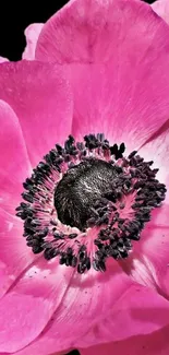 Close-up of a vibrant pink flower with detailed petal features.