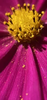 Close-up of a vibrant pink flower with yellow center on a mobile wallpaper.