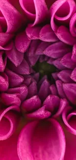 Close-up of vibrant pink flower petals.